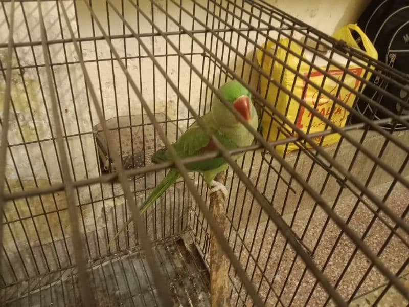 Raw parrot breeder pair 2