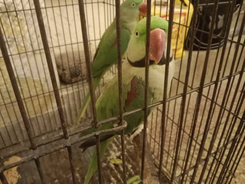 Raw parrot breeder pair 4