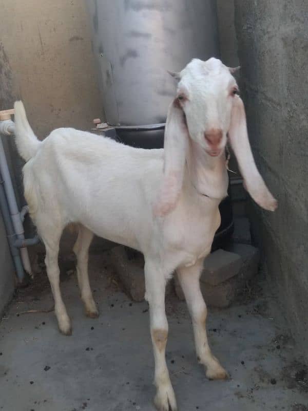 gulabi white colour Bakri 1