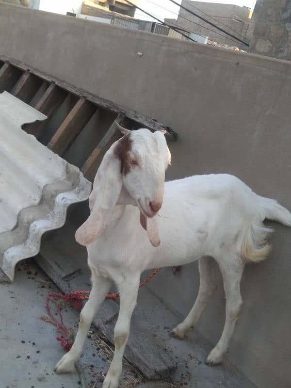 gulabi white colour Bakri 2