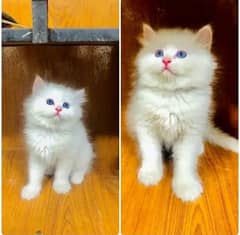 Persian Kitten | fluffy cat | cat for sale | kitten | 03287625932