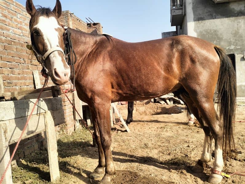 Dasi lal ghora / Red horse / desi horse 1