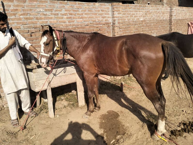 Dasi lal ghora / Red horse / desi horse 3