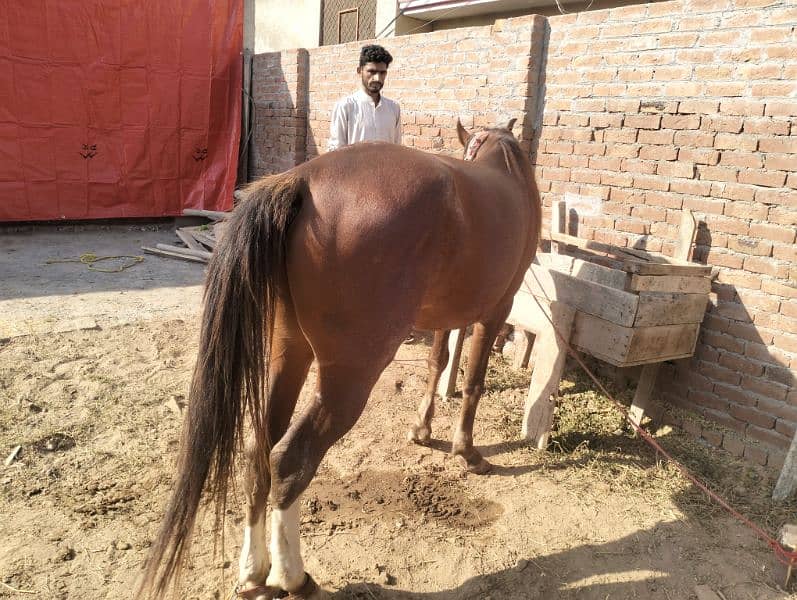 Dasi lal ghora / Red horse / desi horse 5