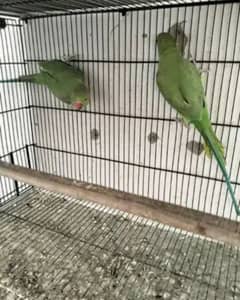 Green ringneck pathy pair for sale