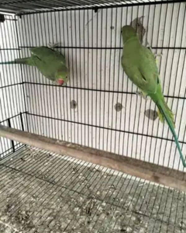 Green ringneck pathy pair for sale 0