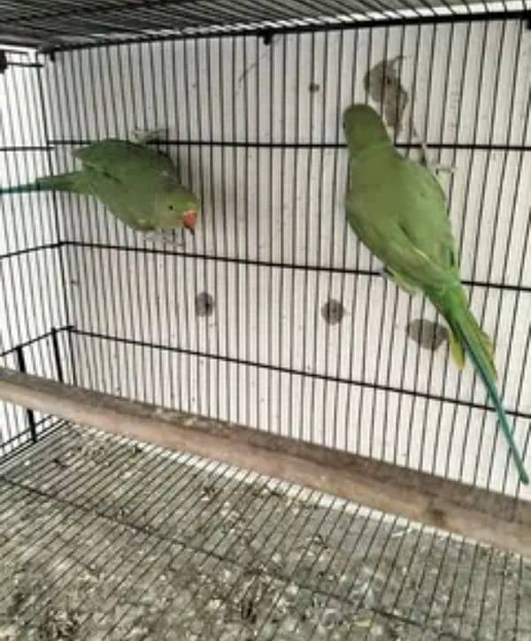 Green ringneck pathy pair for sale 1