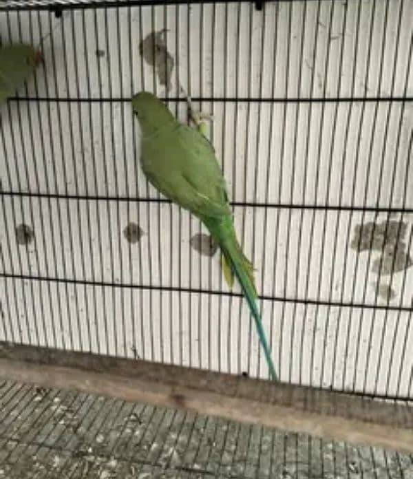 Green ringneck pathy pair for sale 2