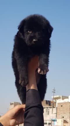 black Shepherd double code male puppy for sale