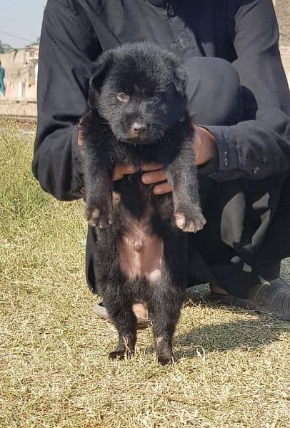 black Shepherd double code male puppy for sale 1