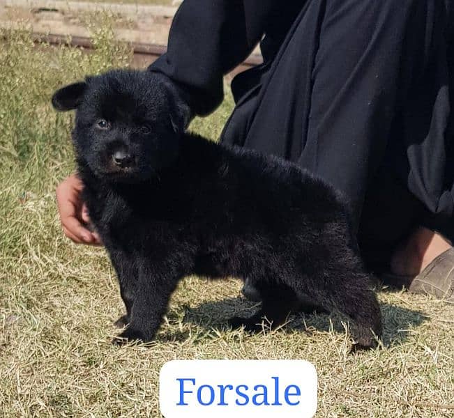 black Shepherd double code male puppy for sale 2