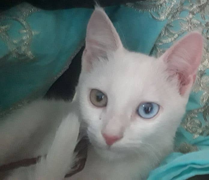 pure white Beautiful baby cat 0