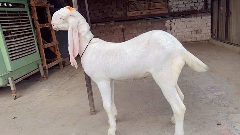 Pure rajanpuri gulabi white male for sale 0