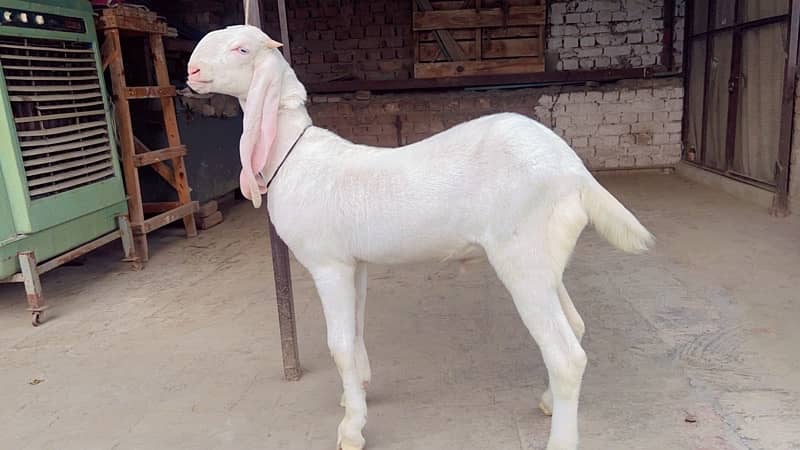 Pure rajanpuri gulabi white male for sale 1