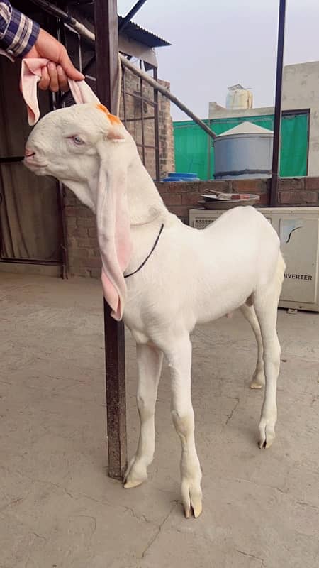 Pure rajanpuri gulabi white male for sale 2