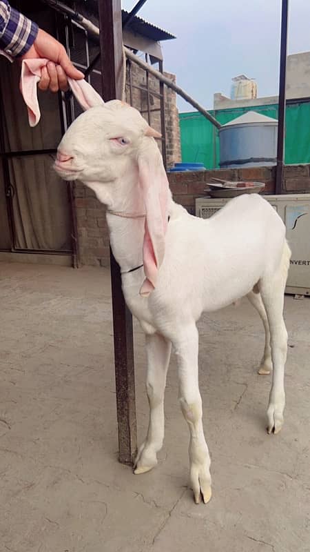 Pure rajanpuri gulabi white male for sale 3