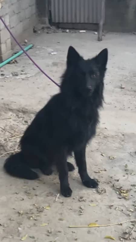 Black German Shepard full long court available 1