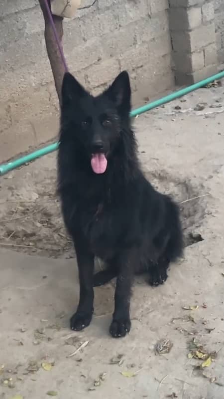 Black German Shepard full long court available 2