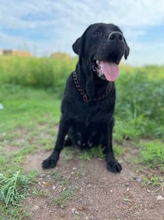 Required Labrador Male for Mating