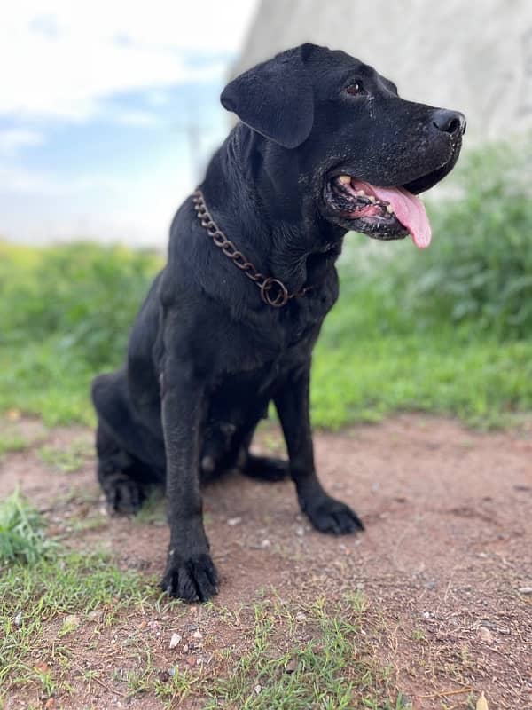 Required Labrador Male for Mating 1