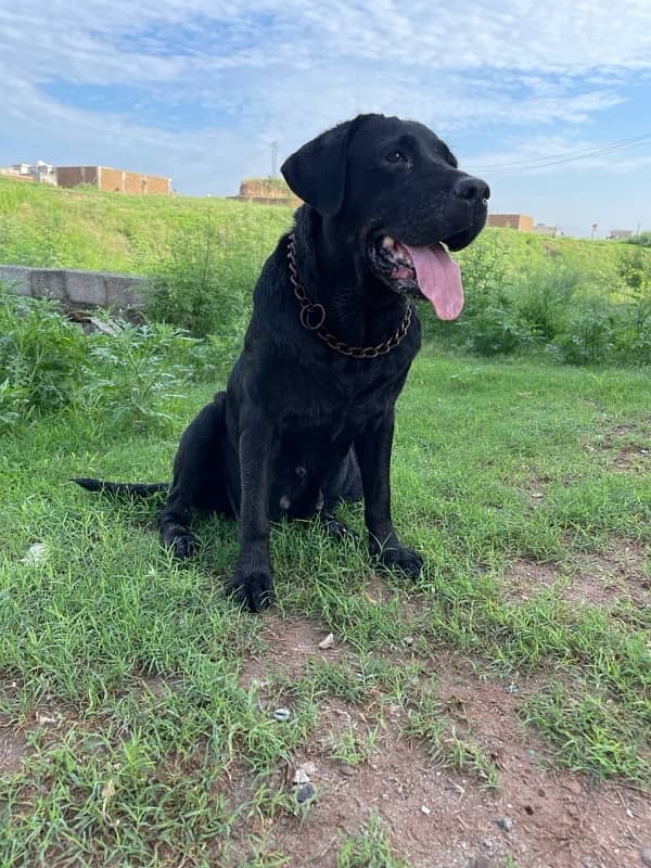 Required Labrador Male for Mating 2