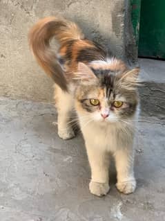 Beautiful Female Cat