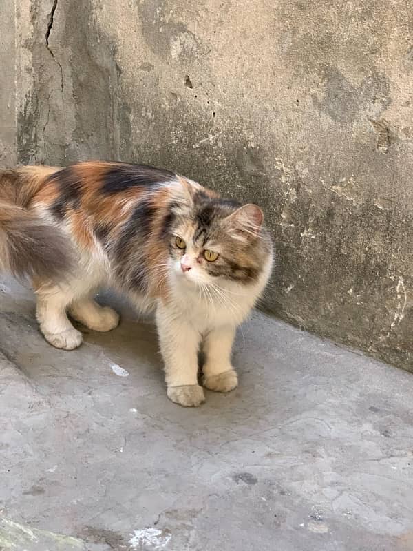 Beautiful Female Cat 1