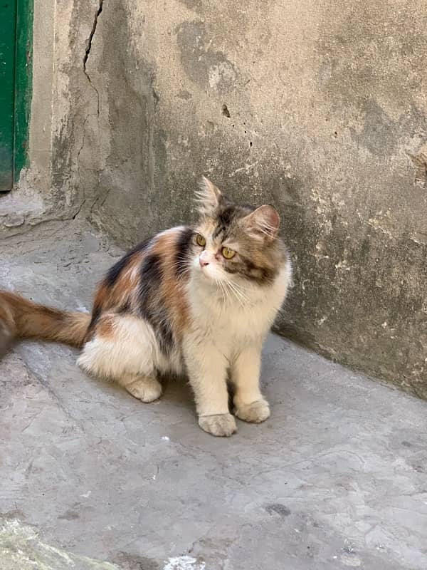 Beautiful Female Cat 2