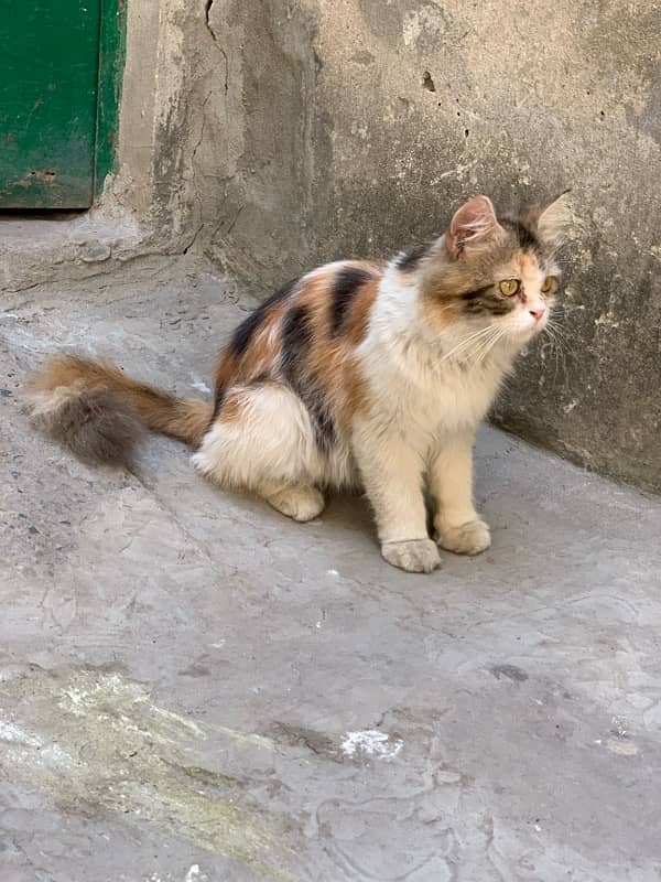 Beautiful Female Cat 5