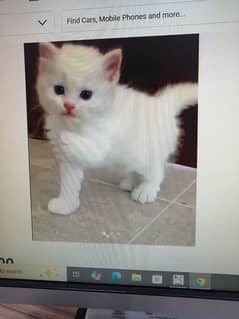 Persian cat for sale my WhatsApp 03188638101