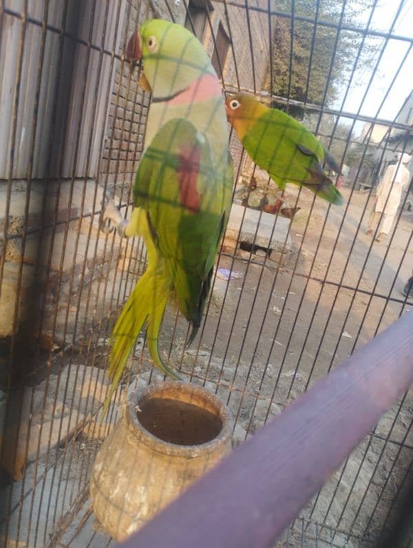 talking Breader parrot for sale 0