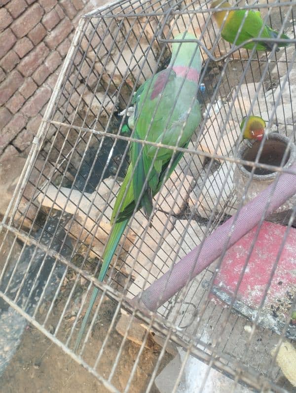 talking Breader parrot for sale 1