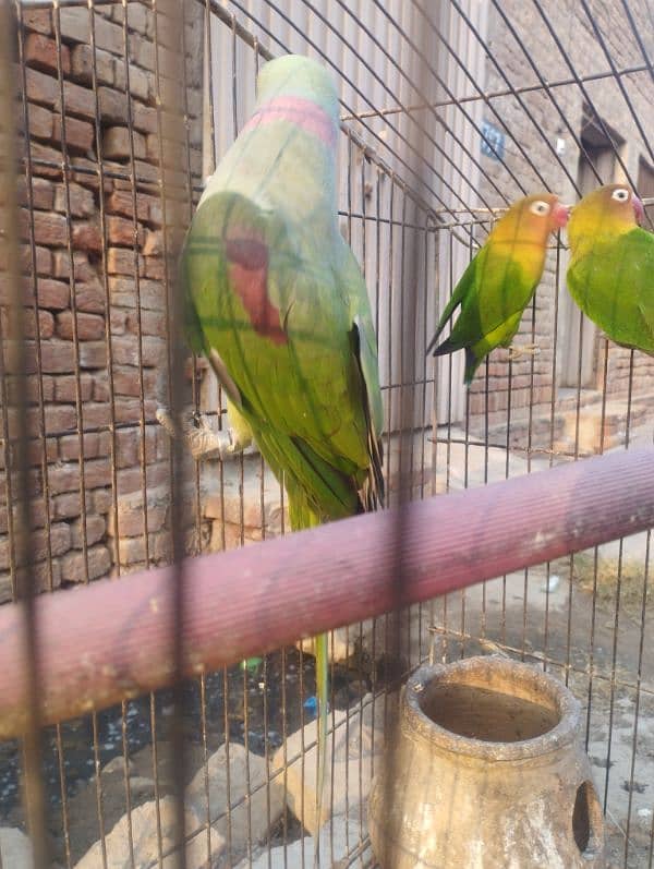 talking Breader parrot for sale 2