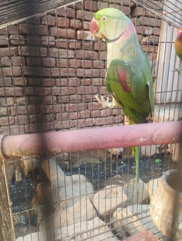 talking Breader parrot for sale 3