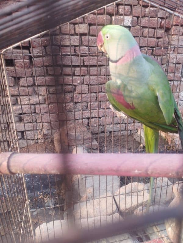 talking Breader parrot for sale 4