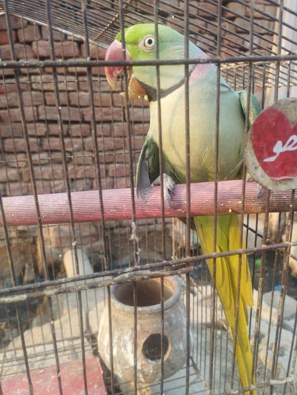 talking Breader parrot for sale 5