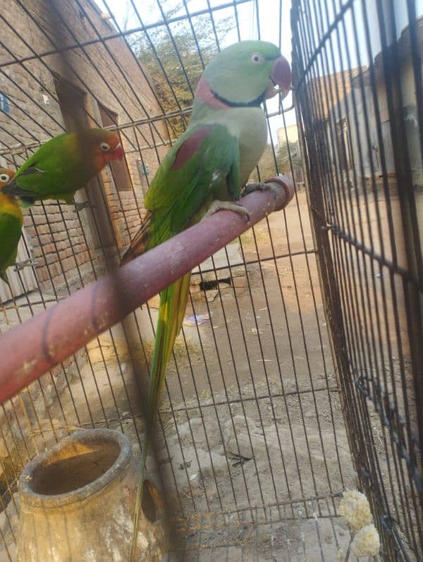 talking Breader parrot for sale 6