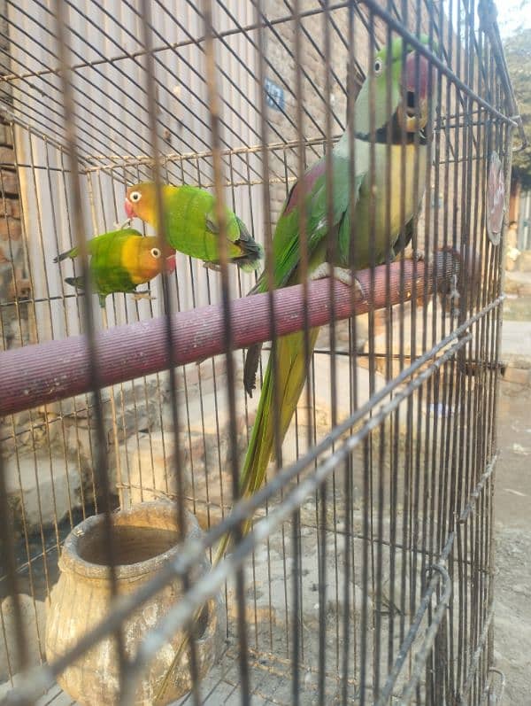 talking Breader parrot for sale 7