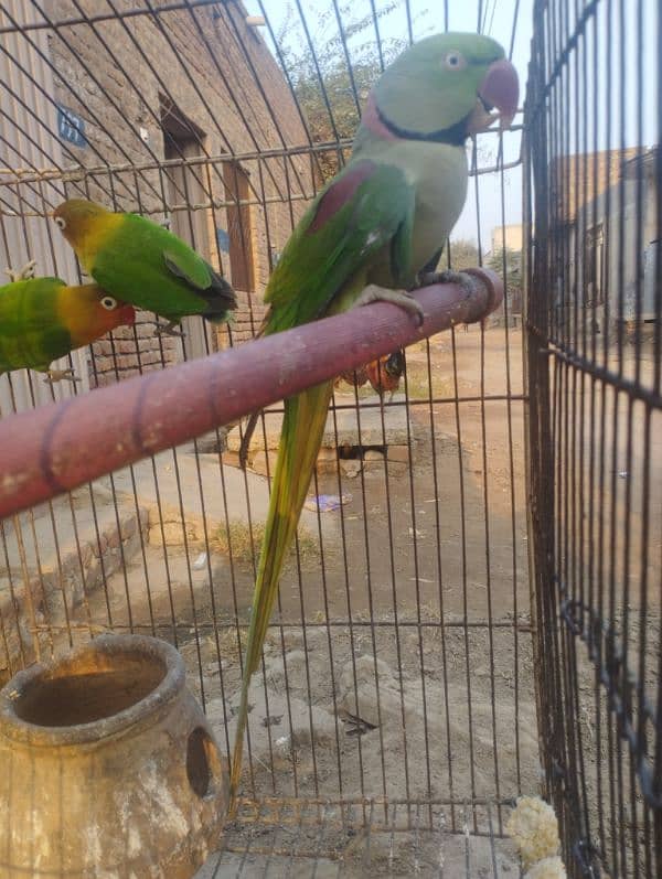 talking Breader parrot for sale 8