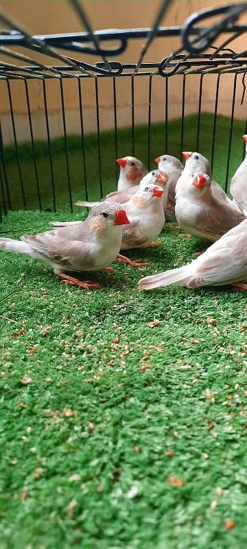 Penguin Mutation finches ready to first breed 0