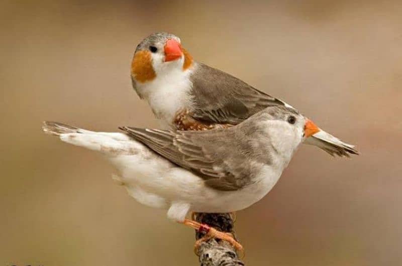 Penguin Mutation finches ready to first breed 1