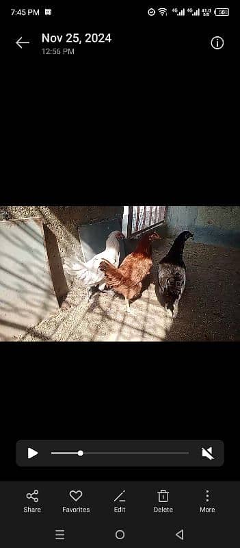 Misri | Desi hen | Misri hen | Egg ke liye ready hen 6+ months age. 2