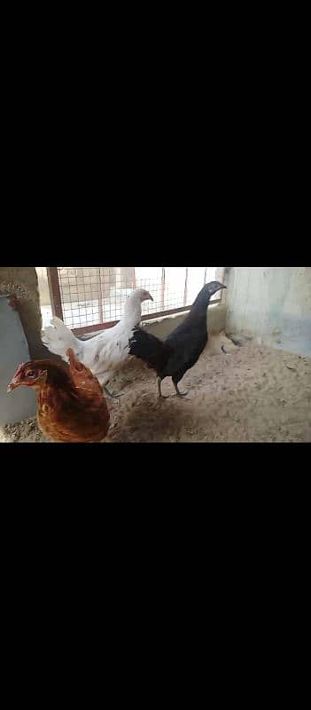 Misri | Desi hen | Misri hen | Egg ke liye ready hen 6+ months age. 0