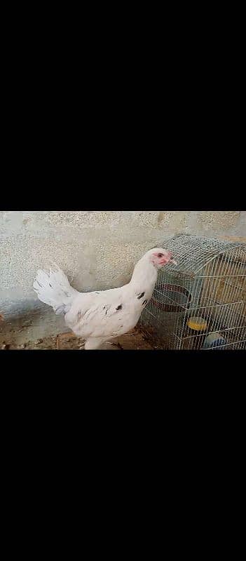 Misri | Desi hen | Misri hen | Egg ke liye ready hen 6+ months age. 3