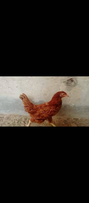 Misri | Desi hen | Misri hen | Egg ke liye ready hen 6+ months age. 5