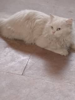 Unique White eys white persian Big male best for meeting purpose