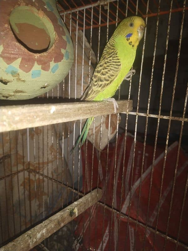 Budgie 2