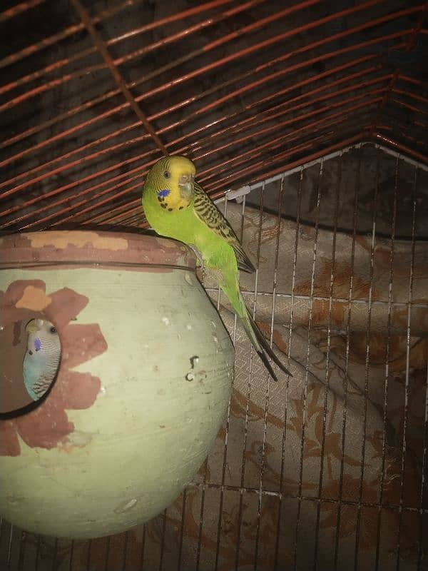 Budgie 4