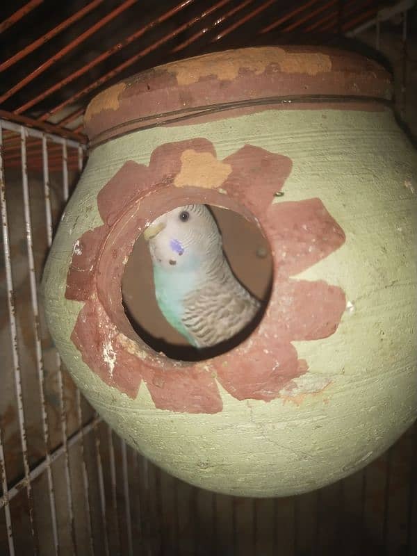 Budgie 5