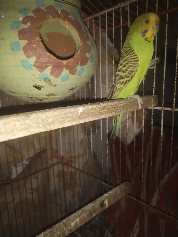 Budgie 6